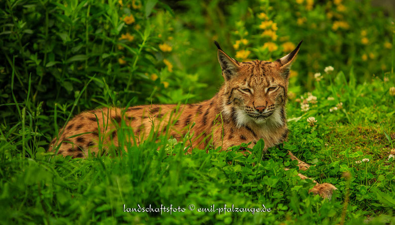 Mein erster Luchs fotografiert in Osttirol