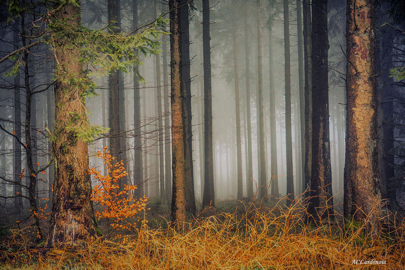 Devant la brume 