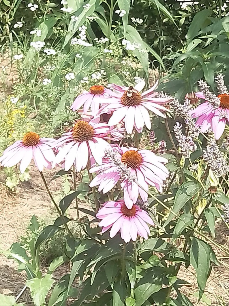 A beautiful plant of Echinacea with pink flowers and a bee and other plants in the background