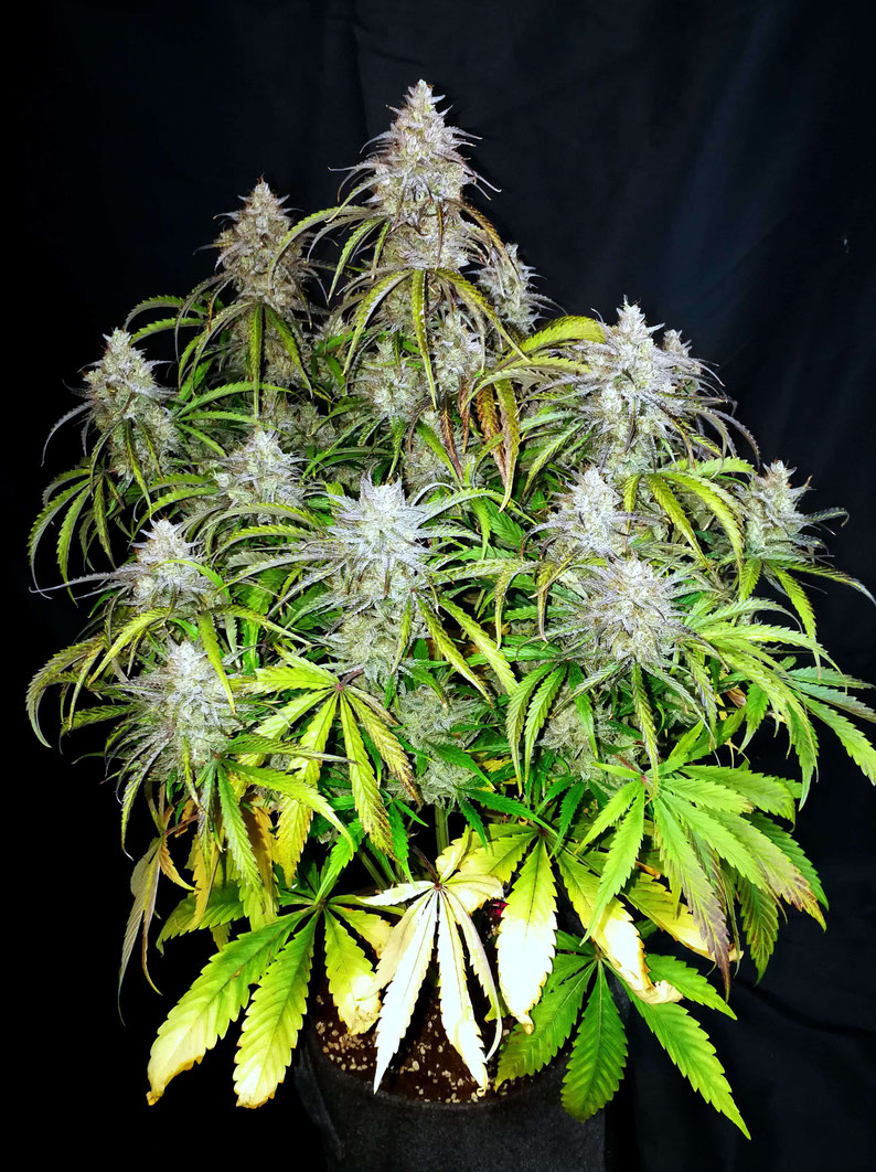 Pineapple Kush Cake Automatic Hanfsamen Ein tropisches Fest für die