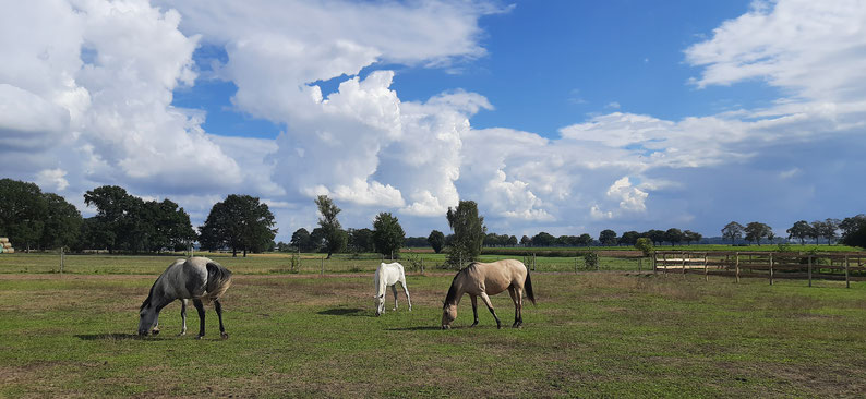 Pferde grasen auf einer sommerlichen Weide 