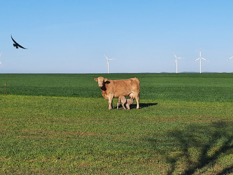 Eine Kuh und ihr Kalb auf einer Weide mit Windrädern in der Ferne