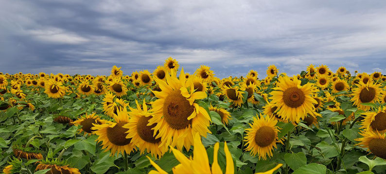Ein Sonnenblumenfeld