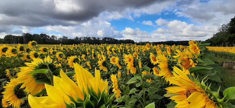 Ein Feld voller Sonnenblumen erstreckt sich bis zum Horizont