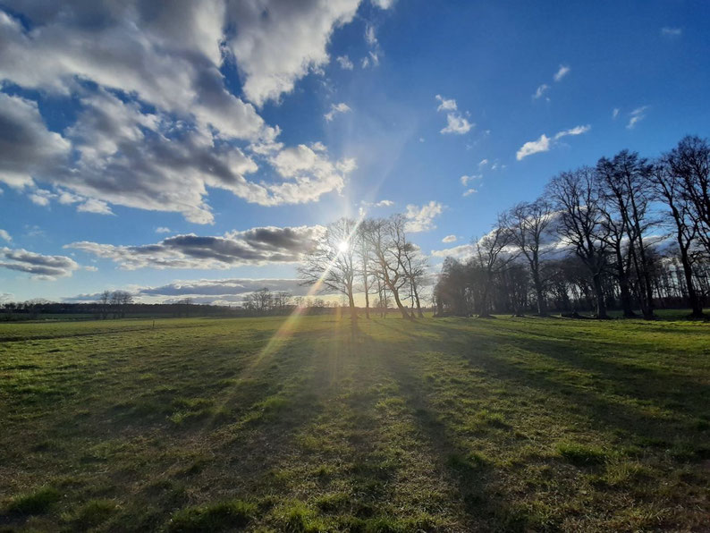 Sonnenaufgang über einer Weide mit kahlen Bäumen