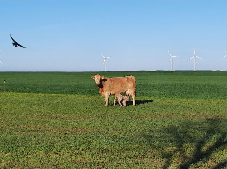 A cow and a calf with windturbines in the background