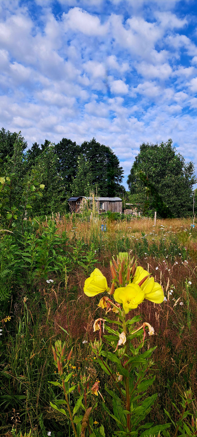 Ein Zirkuswagen auf einer Weide, im Vordergrund gelbe Blumen