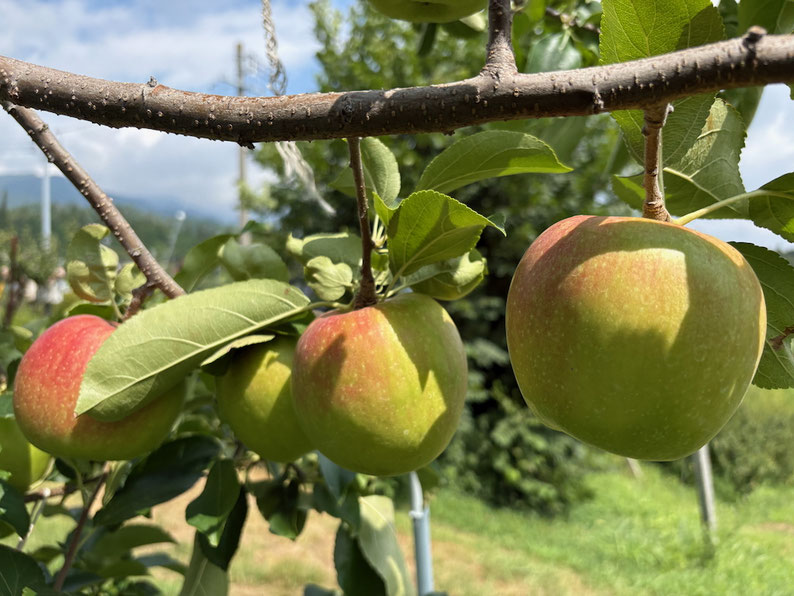 品種をシナノリップへと引き継ぐシナノレッド