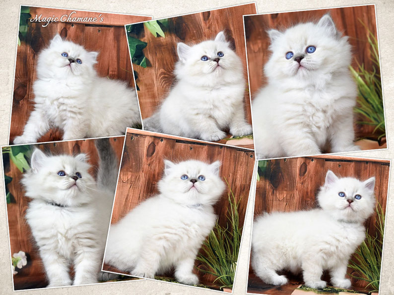 chaton sibérien loof poils mi longs yeux bleus