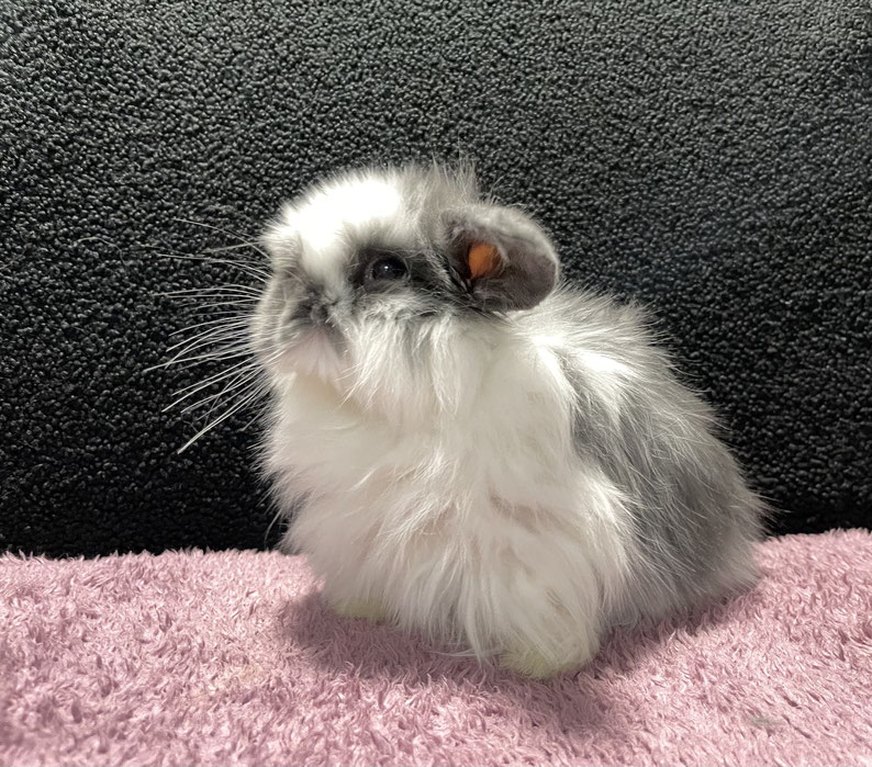 うさぎのおやつ うさぎ専門店 アメリカンラビット専門店 うさぎのこみち 滋賀 東近江市 うさぎのおやつ うさぎ専門店 アメリカンラビット専門店 うさぎのこみち 滋賀 東近江市
