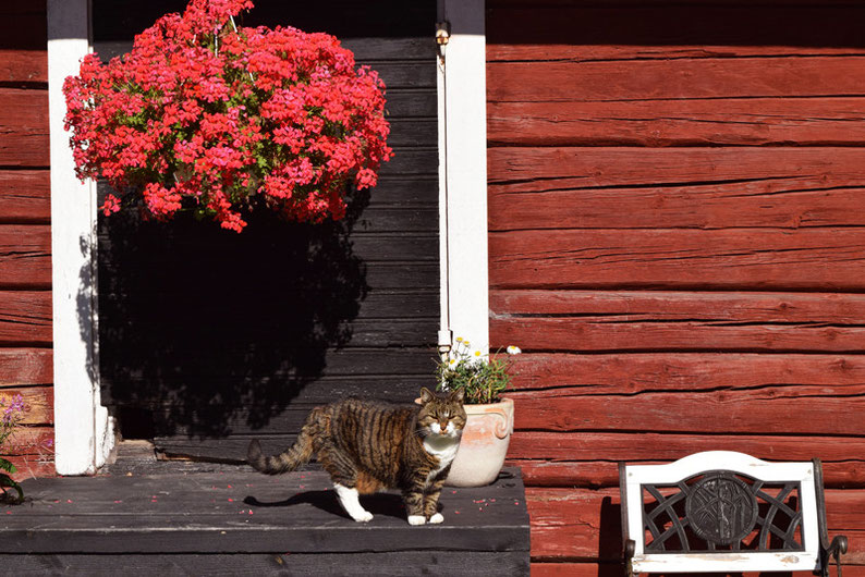 One of Our Short Breaks in Finland - Ann-Sofi's Lovely Cat in front of an Outbuilding