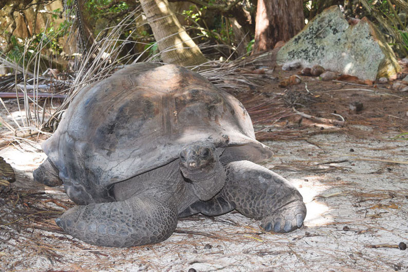 5 Things to Do in The Seychelles Islands - Curieuse Island