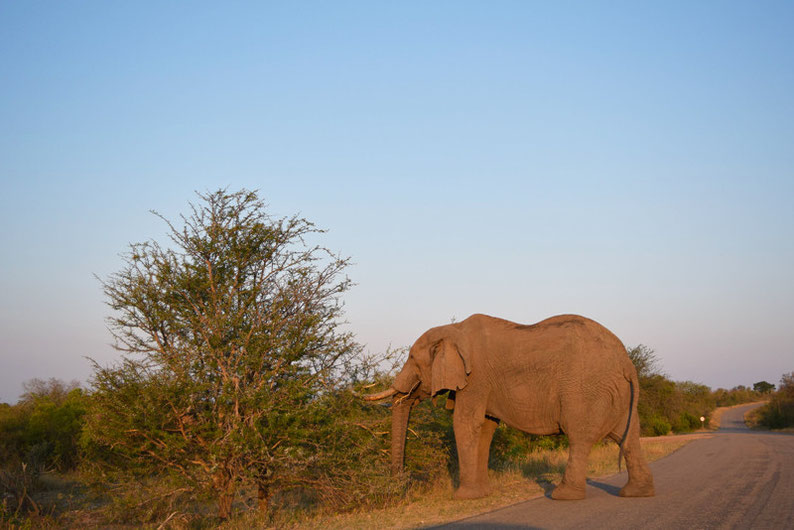 Kruger Park - Elephant