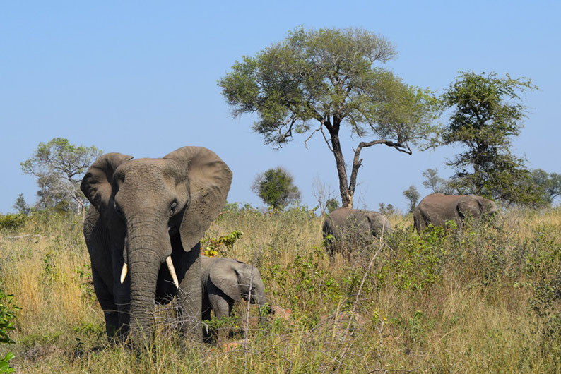Kruger Park - Elephants