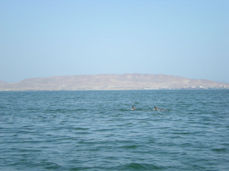 Peru and Bolivia in 3 weeks - Dolphins, Islas Ballestas