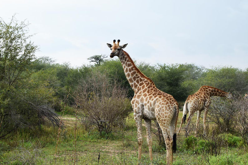 Wildlife in Kruger Park - Giraffes