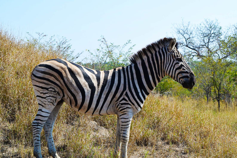 Wildlife in Kruger Park - Zebra