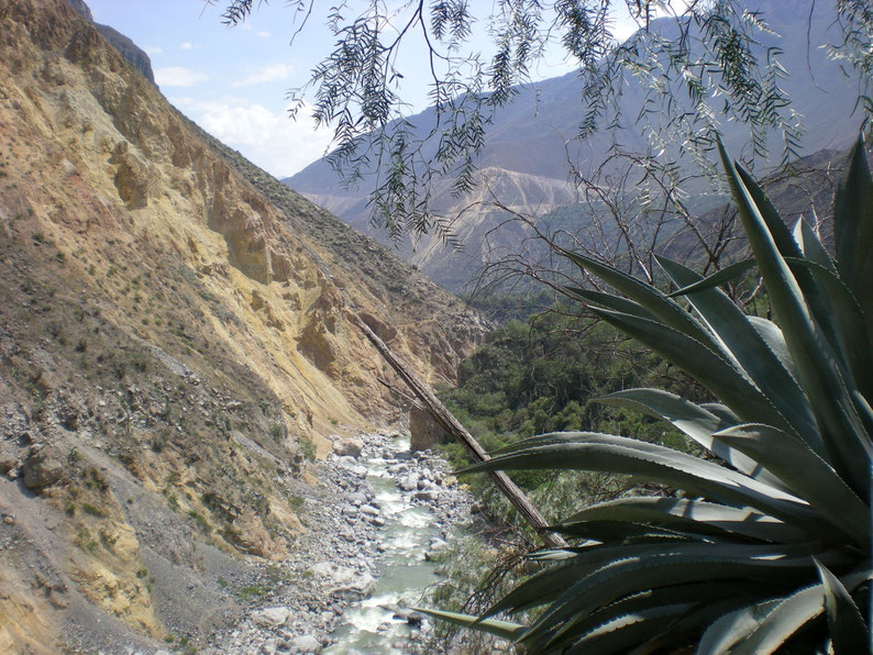 Peru and Bolivia in 3 weeks - Trekking Cañon del Colca