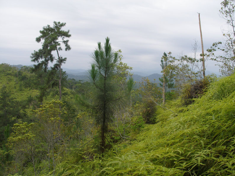 Belize - Cockscomb Basin Wildlife Sanctuary