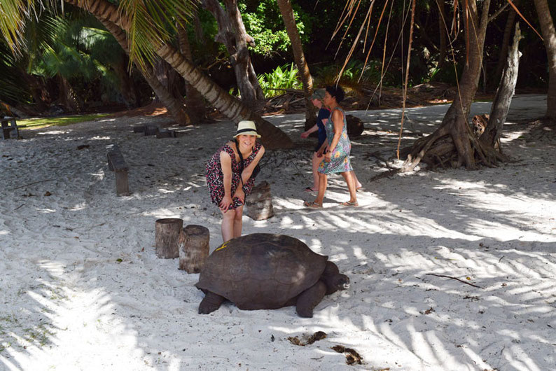 Our trip to the beautiful Seychelles islands - My first meeting with a turtle on Curieuse Island