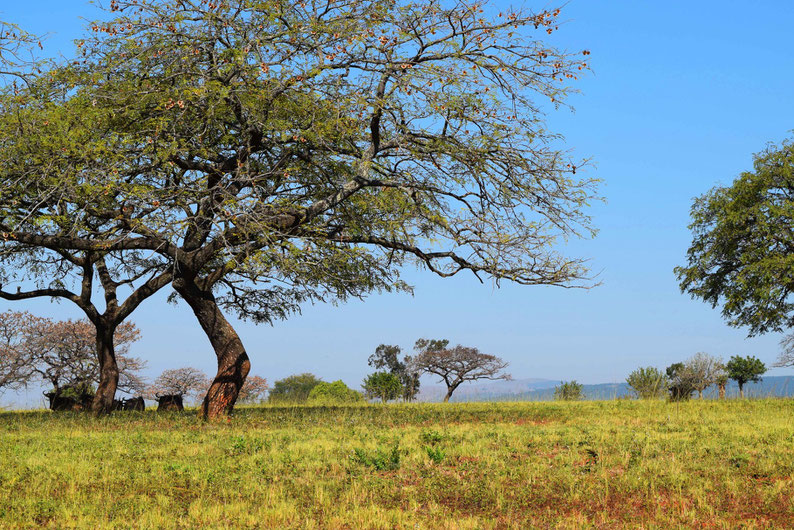 A Scenic Drive Through Swaziland - Mlilwane Wildlife Sanctuary