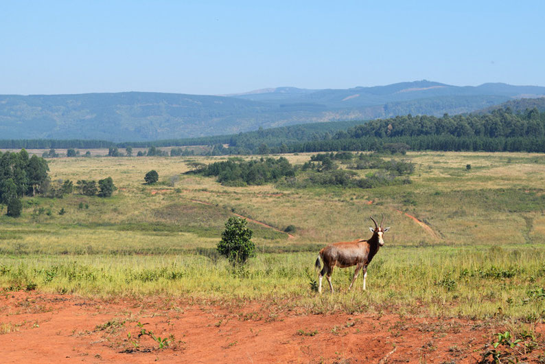 A Scenic Drive Through Swaziland - Mlilwane Wildlife Sanctuary