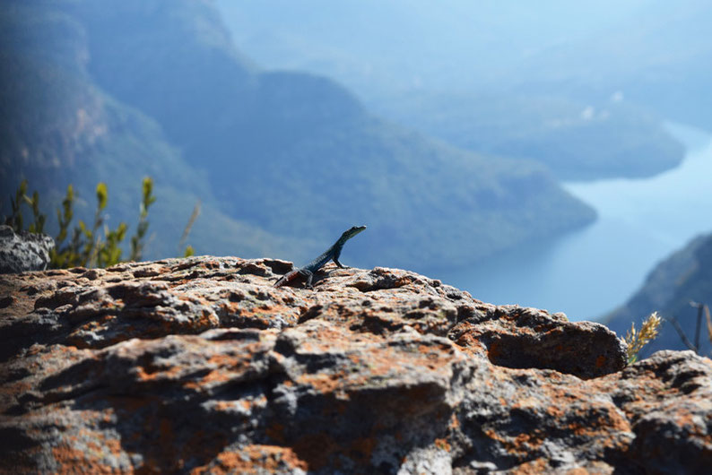 Don't skip the Blyde River Canyon in South Africa - Not only people know what's a good view