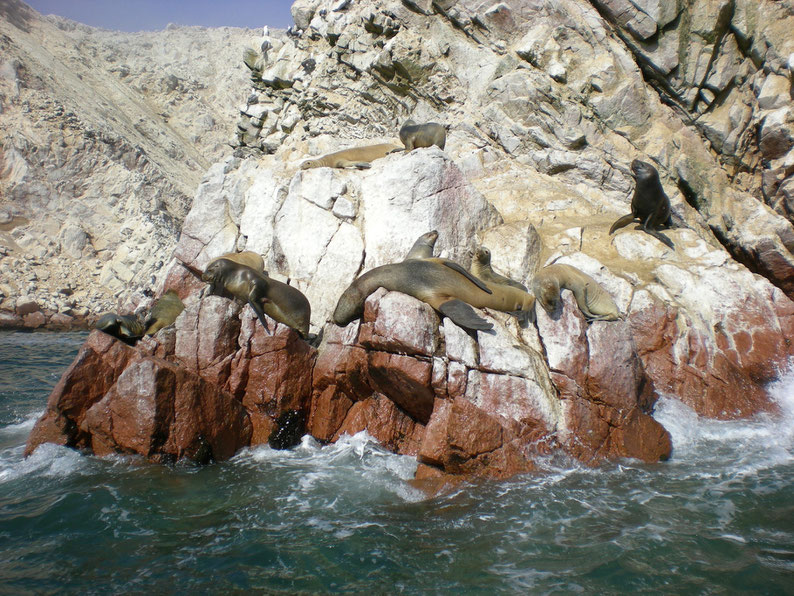 Peru and Bolivia in 3 weeks - Sea lions, Islas Ballestas