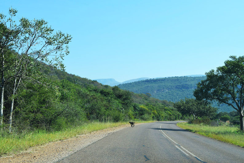 Don't skip the Blyde Canyon in South Africa - Baboon crossing the road