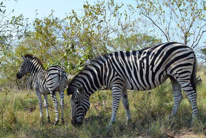 Your Guide to Kruger Park, South Africa - Zebras