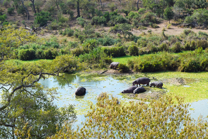 Wildlife in Kruger Park - Hippos and Crocodiles