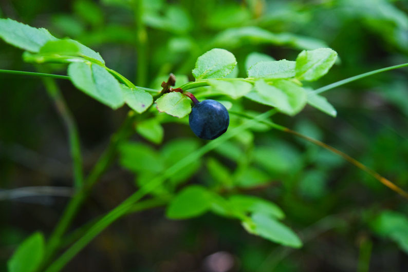 我们在芬兰的短暂休息之一-在努克西奥国家公园摘蓝莓