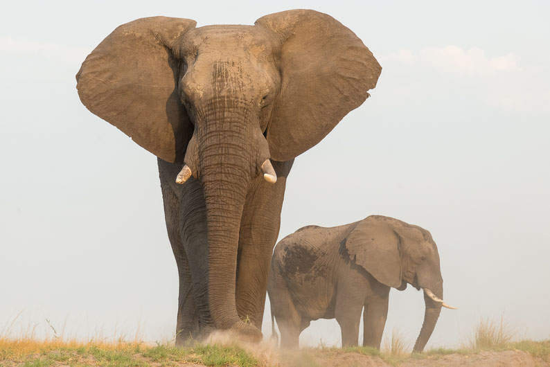 Afrikanischer Elefant, Botswana