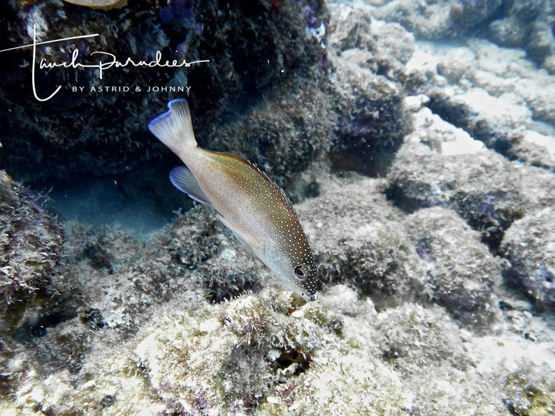 Juvenile