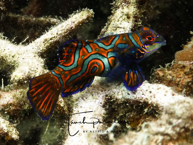 Female