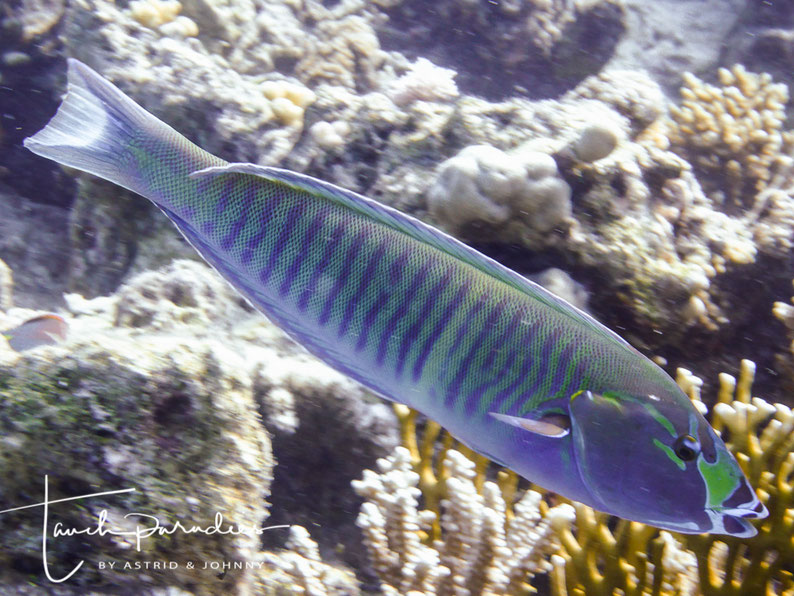 Male