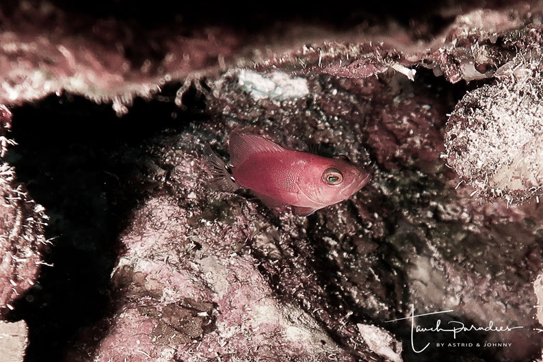 Juvenile