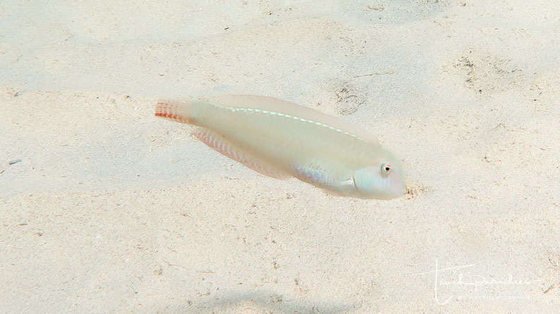 Female