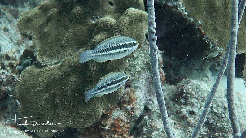 Juvenile