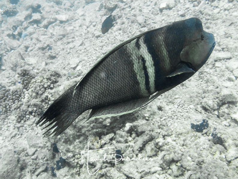 Male almost adult