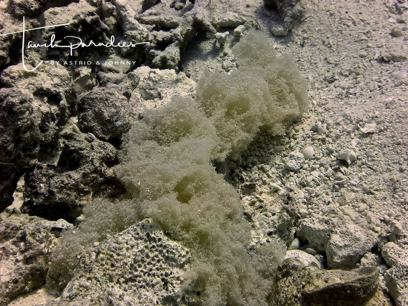 Nest with clutch of Yellowmarin triggerfish