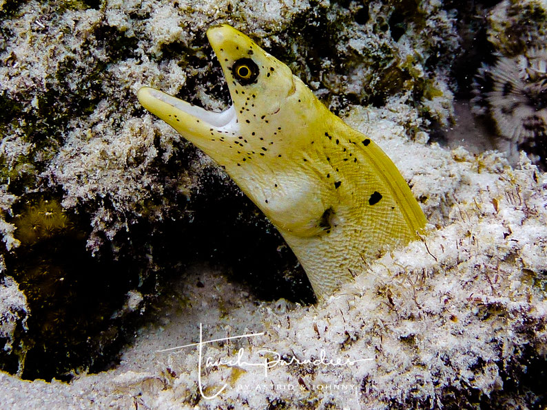 The rare yellow colour variant