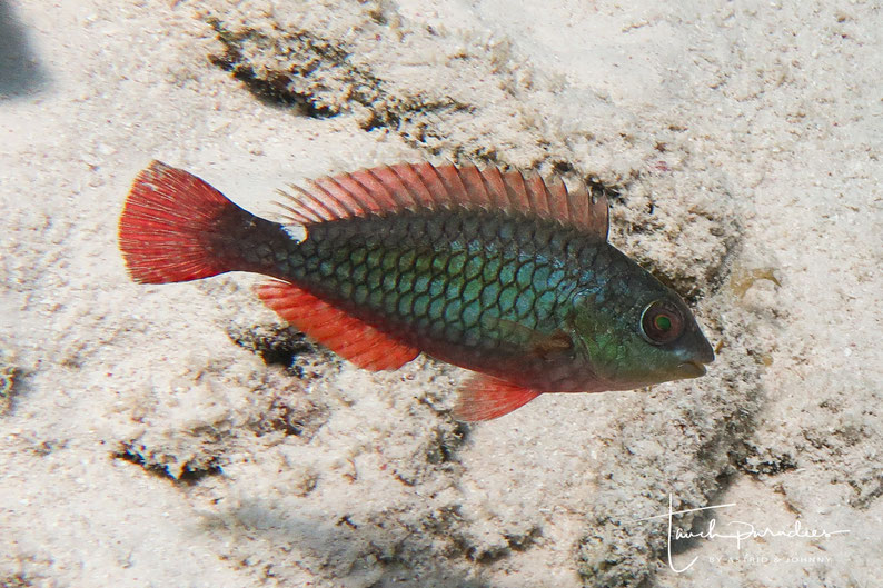 Juvenile