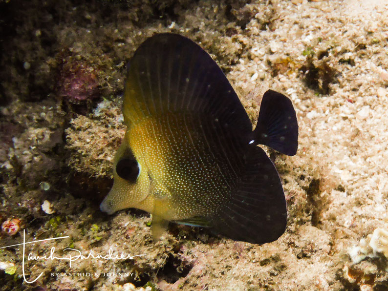 Juvenile 