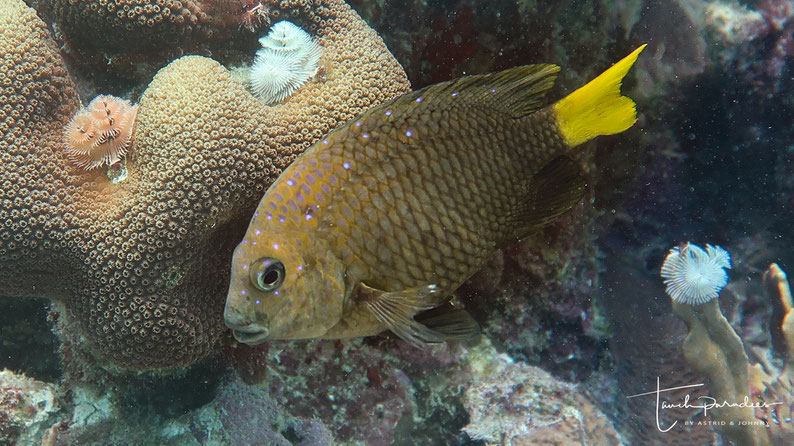 Adult