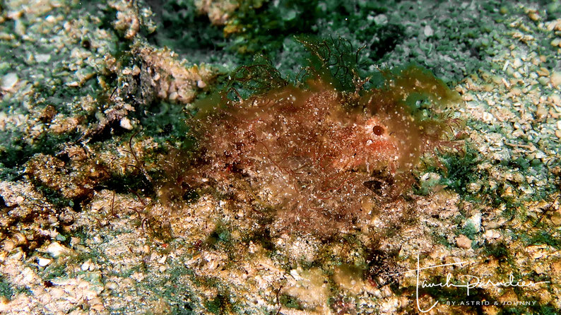 Male