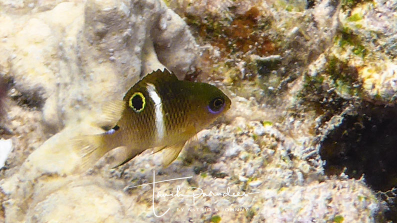 Juvenile 