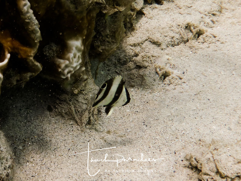 Juvenile