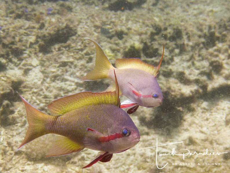 Males in the Phlilipines