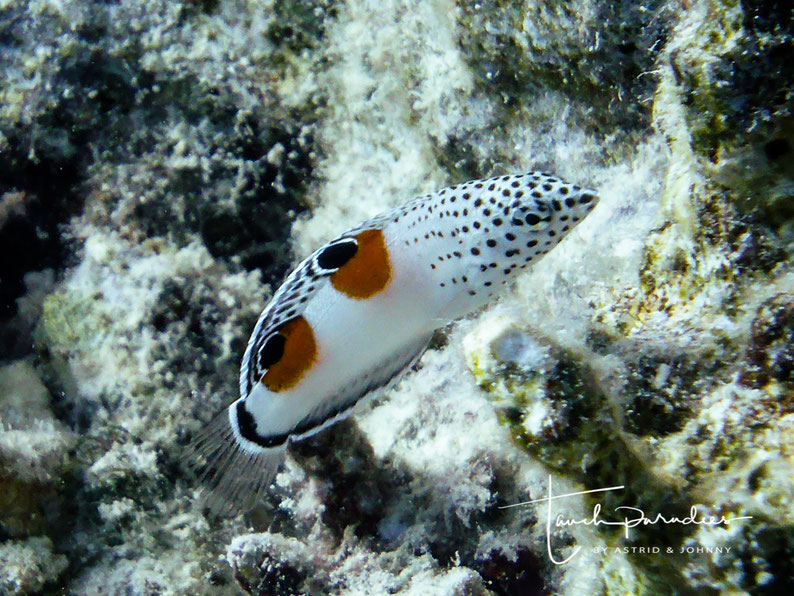 Juvenile 